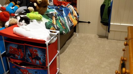 Our Cat Is so Tolerant