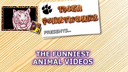 BEST VIDEOS of FUNNY ANIMALS - You will LAUGH till the END OF THE DAY