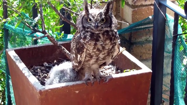 Amazing Funny Owls Cute and Funny Owls Playing (Part 2) [Funny Pets]