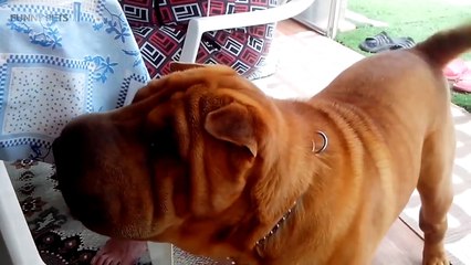 Funniest Pets  Cute Dogs Talking (Full) [Funny Pets]