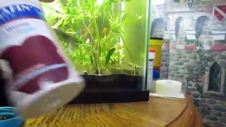 How to Thursdays -How to feed an African dwarf frog