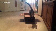 Clumsy cat loves playing fetch with owner