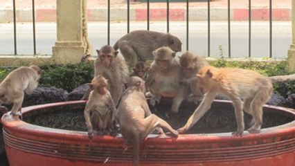 La ciudad tailandesa donde los monos viven como reyes
