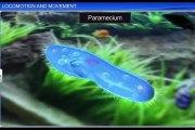 (1)CBSE Class 11 Biology, Locomotion and Movement – 1, Locomotion and Movement