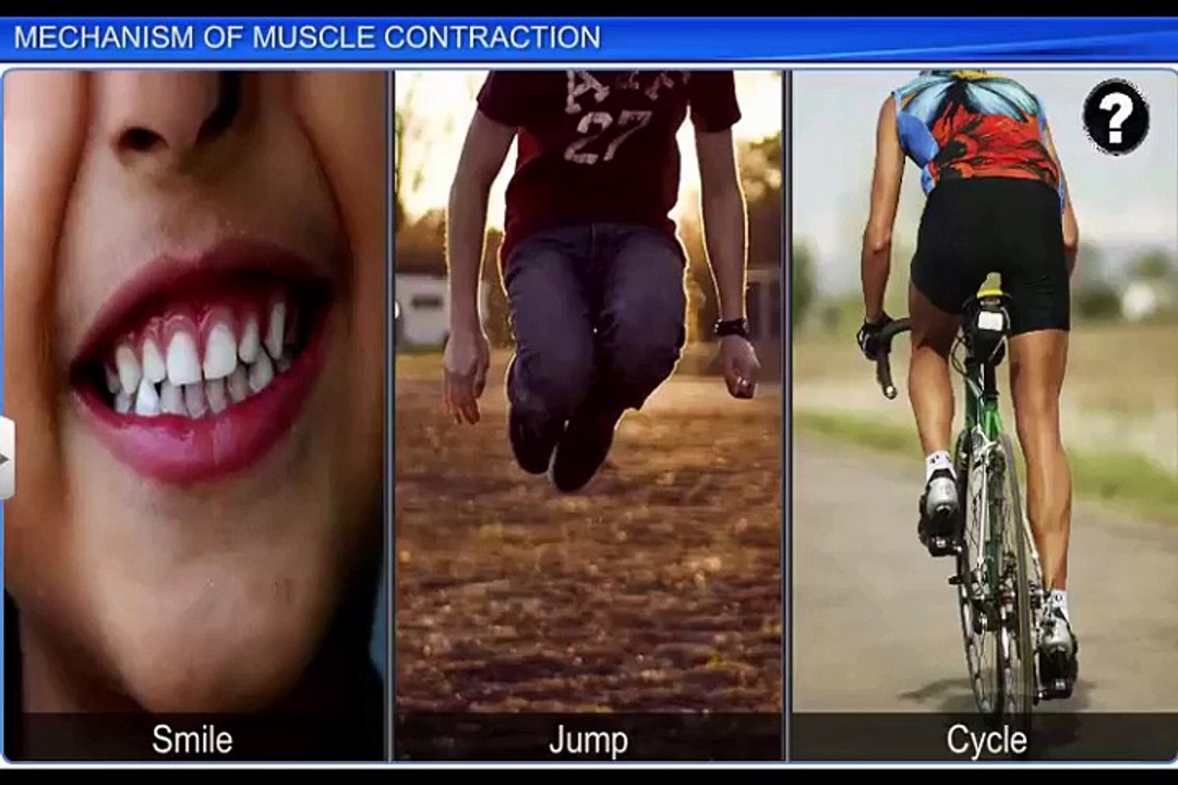 (3)CBSE Class 11 Biology, Locomotion and Movement – 3, Mechanism of Muscle Contraction