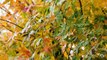 Japanese Maple Tree | 4K Autumn Leaves Scenery | Last Days of Fall - Trailer 53