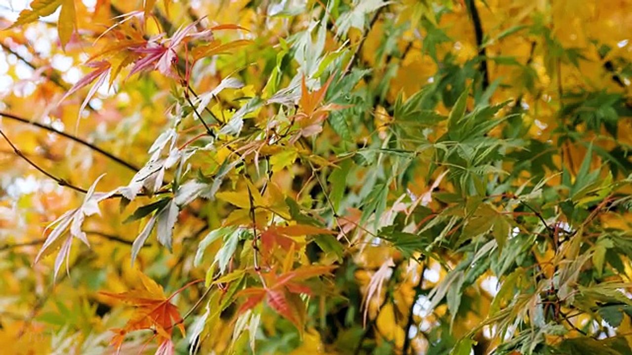 Japanese Maple Tree | 4K Autumn Leaves Scenery | Last Days of Fall - Trailer 53