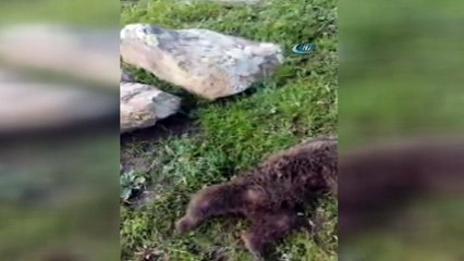 Kars’ta köpeklerin saldırdığı yavru ayı tedavi altına alındı