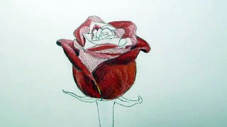 How to Draw a Red Rose