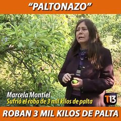  #NotasT13 | Un grupo de delincuentes se llevó 3 mil kilos de paltas de una parcela en La Cruz. Hay quienes lo tildaron como un "Paltonazo".