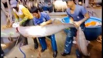 Vietnamese fishermen caught a 3.9-meter-long giant oarfish, a deep-sea fish rarely seen in shallow waters, off the coast of Vietnam on May 22, 2018. (Video: VCG