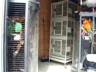 Ace | Watch This One ALLLLLL The Way Through