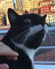 AUCUNE réaction !! Ce chat est magique !!