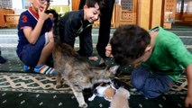 Camide yavrulayan kediye cemaat sahip çıktı
