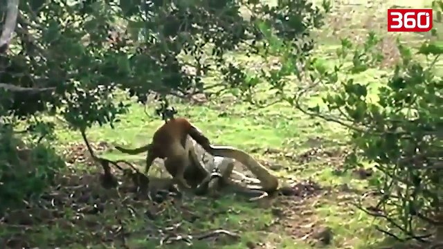 Qeni lufton për jetën e tij me një piton gjigand, shikoni mënyrën sesi arrin të shpëtojë nga shtrëngimi vdekjeprurës (360video)