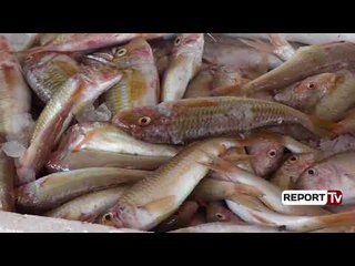 Report Tv - Vlorë, kapet peshku i rrallë 'gjalpë' në ujërat e detit Jon