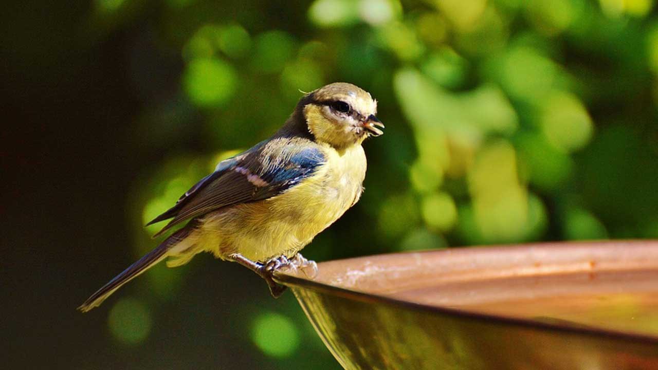 Feeding Birds for Good Luck: गर्मियों में पक्षियों को जरूर पिलाएं जल, दूर होते हैं दोष | Boldsky