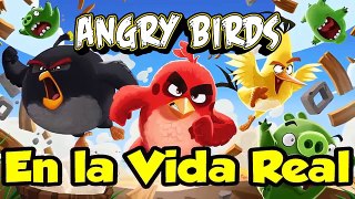 Angry Birds en la Vida Real 2017