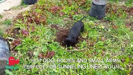 Can you name these dog breeds?