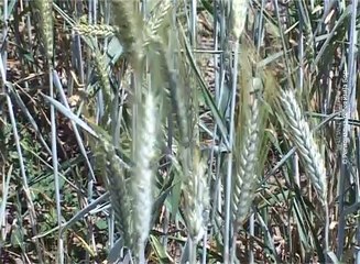 Žetva počinje za petanestak dana, 2. jun 2018. (RTV Bor)