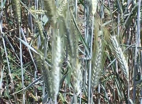 Žetva počinje za petanestak dana, 2. jun 2018. (RTV Bor)