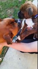 Cutest Boxer puppy meets Boxer dog for the first time!