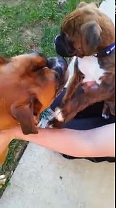Cutest Boxer puppy meets Boxer dog for the first time!
