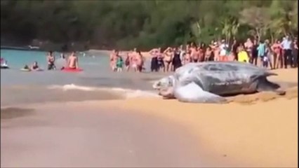 Giant Tortoise Moving into Sea....!!!!