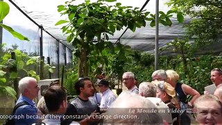 The Butterfly Farm in St Maarten