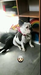 Pedro "durmiendo" a Renata - 01 de Junio