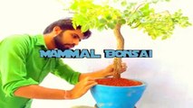 How to Build Your Own Greenhouse | Cheap Greenhouse / सस्ता ग्रीन हाउस कैसे बनाएं // Mammal Bonsai