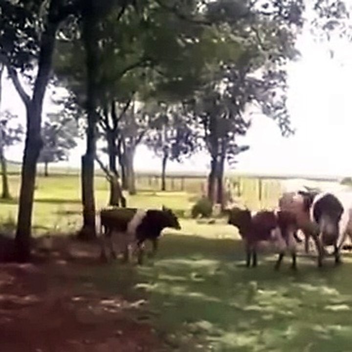 Une chèvre met KO une vache