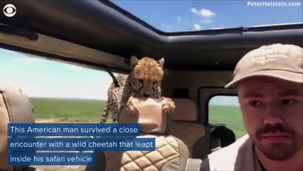 Quand un guépard grimpe dans la voiture de ces touristes... Gros chat curieux