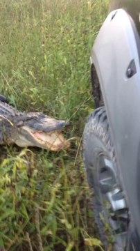 Ils croisent un crocodile sauvage qui n'aime pas trop les voitures