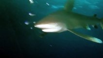 A dangerously curious shark repeatedly attacks this diver!