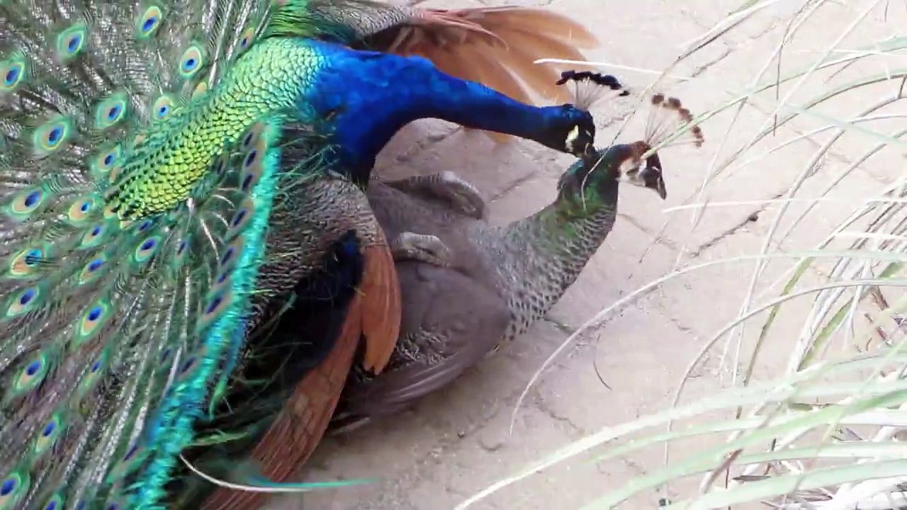 Peacock Mating 18