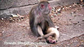 Maaa monkey went sad from son's death