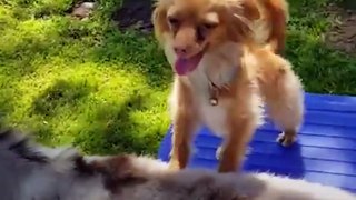 Dog Just Wants His Donkey Friend To Be Happy _ The Dodo Odd Couples