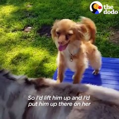 Dog Just Wants His Donkey Friend To Be Happy _ The Dodo Odd Couples