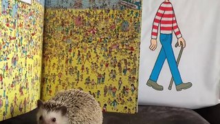 Hedgehog And Mom Are Perfect For One Another - WALDO _ The Dodo