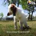 Massive Dog Adopts Special Needs Goat - SAMMY