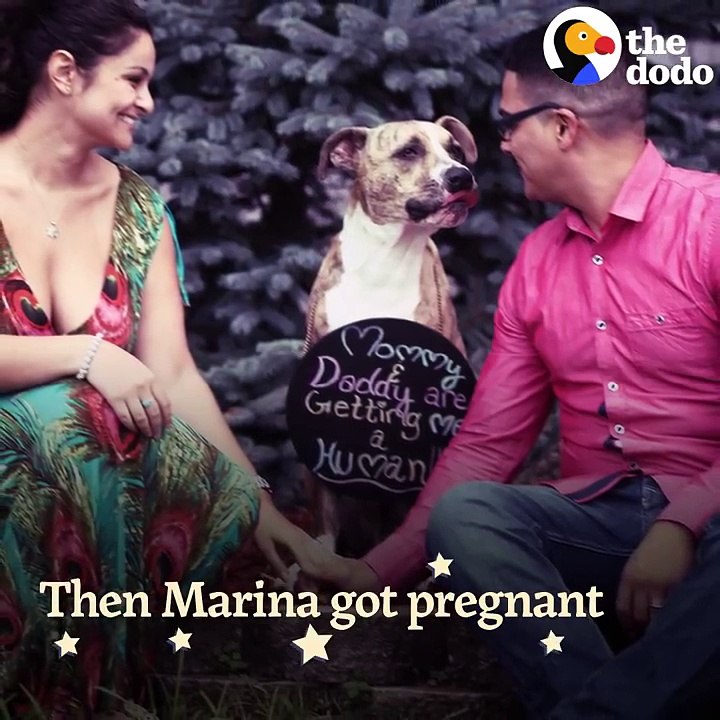 Pit Bull Dog Has Loved His Little Sister Since...