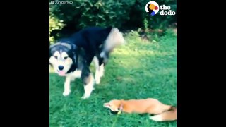 Rescued Fox Loves Her Dog _ Best Animal Videos_ The Dodo Daily