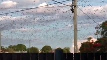 Quand des milliers de chauve-souris envahissent le ciel