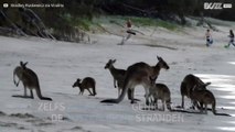 Kangoeroes genieten van een dagje strand