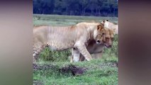 Lion Vs Mongoose Real Crazy ULTIMATE FIGHT COMPILATION  -  Two Mongoose and 3 lion funny attacks video scenes - Most Amazing Wild Animal Attack Videos  - wild animals attacks compilation videos