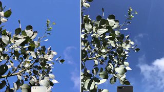 Pixel Camera VS iPhone 7 Plus - Showdown!