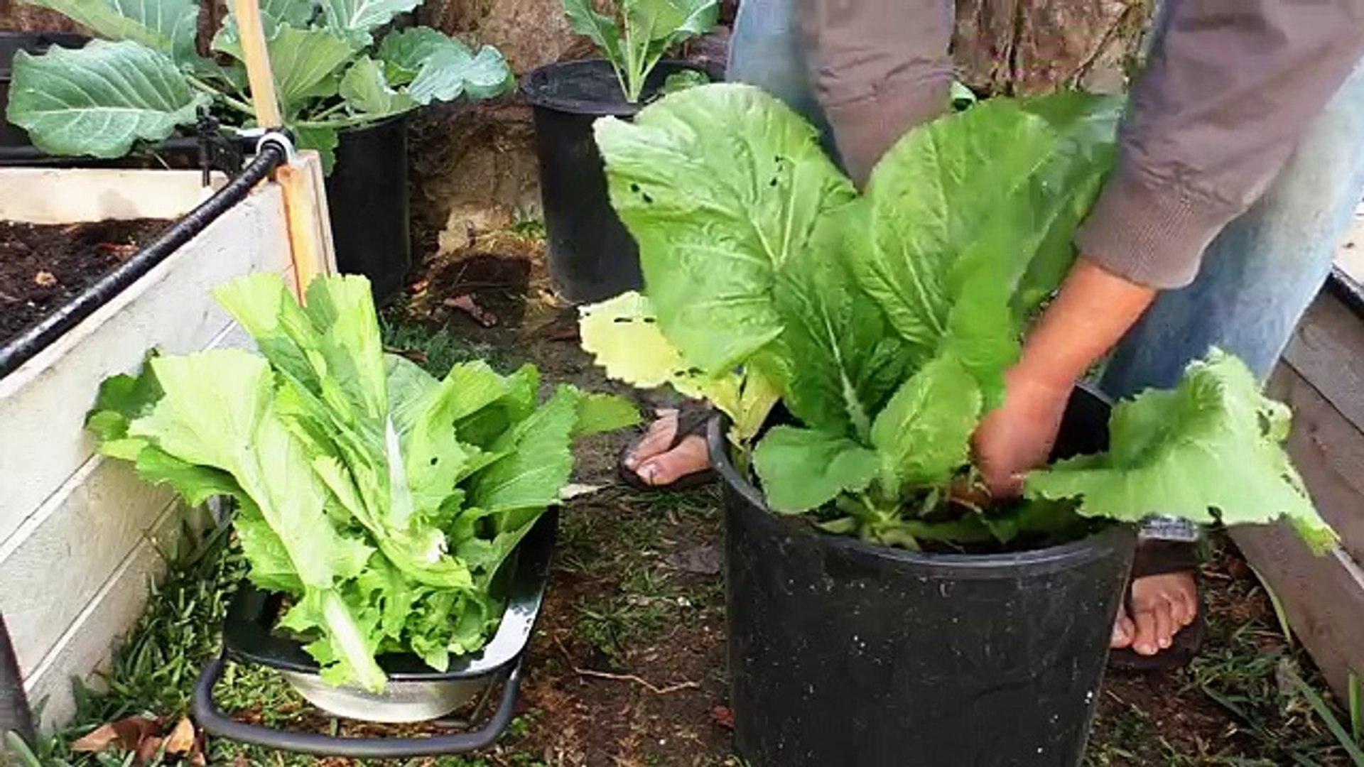Indian Mustard Greens