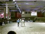 Salon du cheval: haras de la Cense 2