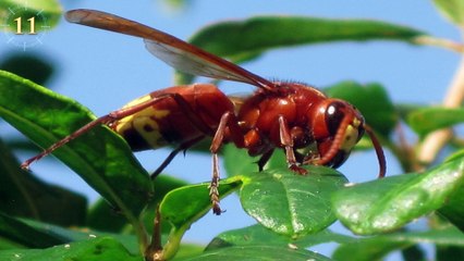 Alternative & Renewable Energy - Green Technology of the  Future